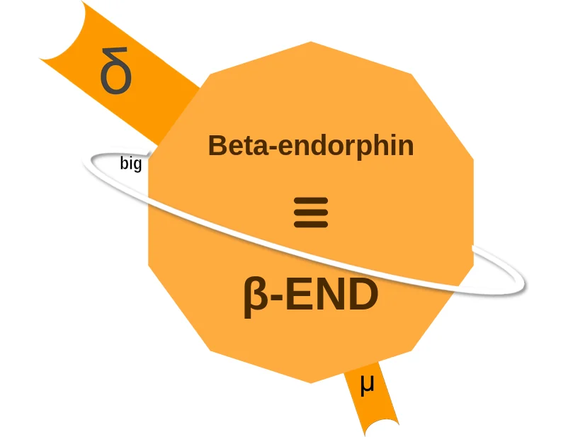 Beta-endorphin ballicule: receptor binding, kinetics and half-life diagram