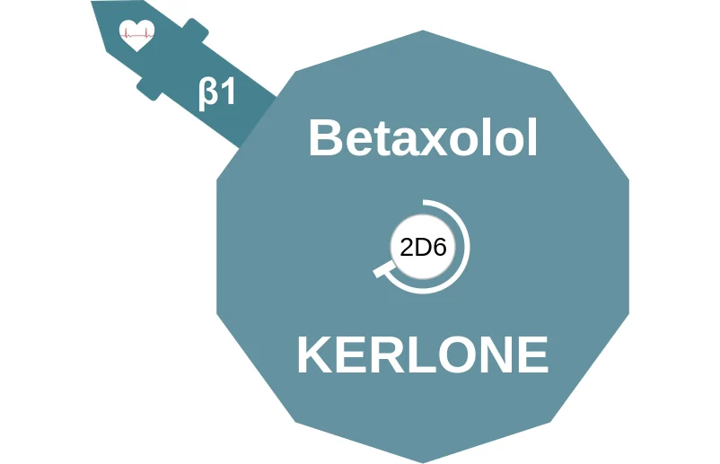 Betaxolol ballicule: receptor binding, kinetics and half-life diagram