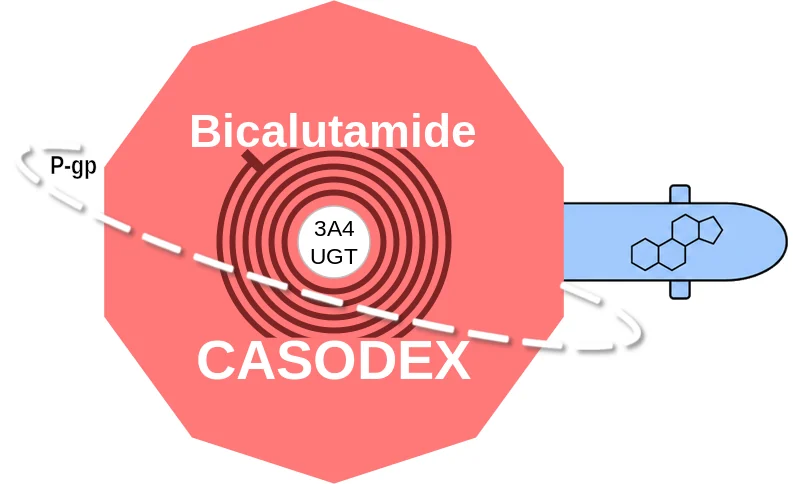 Bicalutamide ballicule: receptor binding, kinetics and half-life diagram