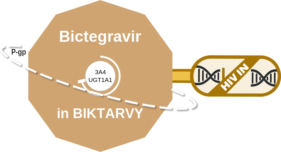 Bictegravir ballicule: receptor binding, kinetics and half-life diagram