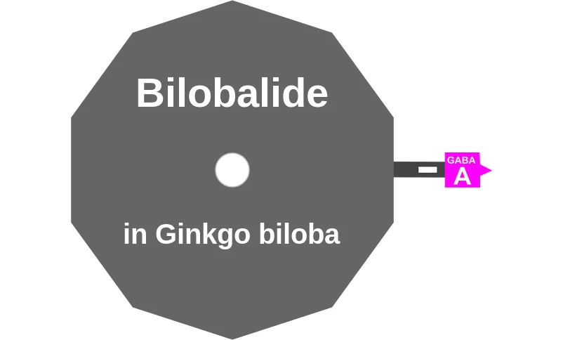 Bilobalide ballicule: receptor binding, kinetics and half-life diagram