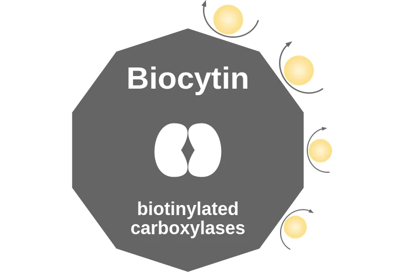 Biocytin ballicule: receptor binding, kinetics and half-life diagram