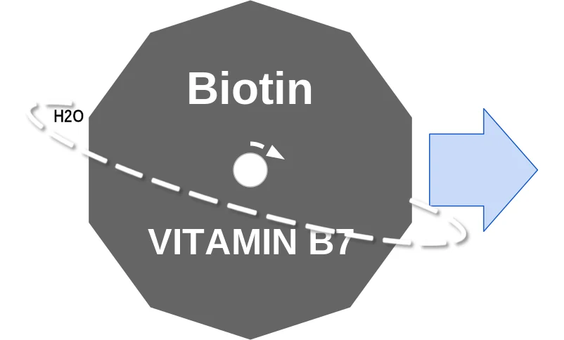 Biotin ballicule: receptor binding, kinetics and half-life diagram