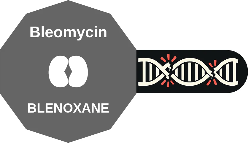 Bleomycin ballicule: receptor binding, kinetics and half-life diagram