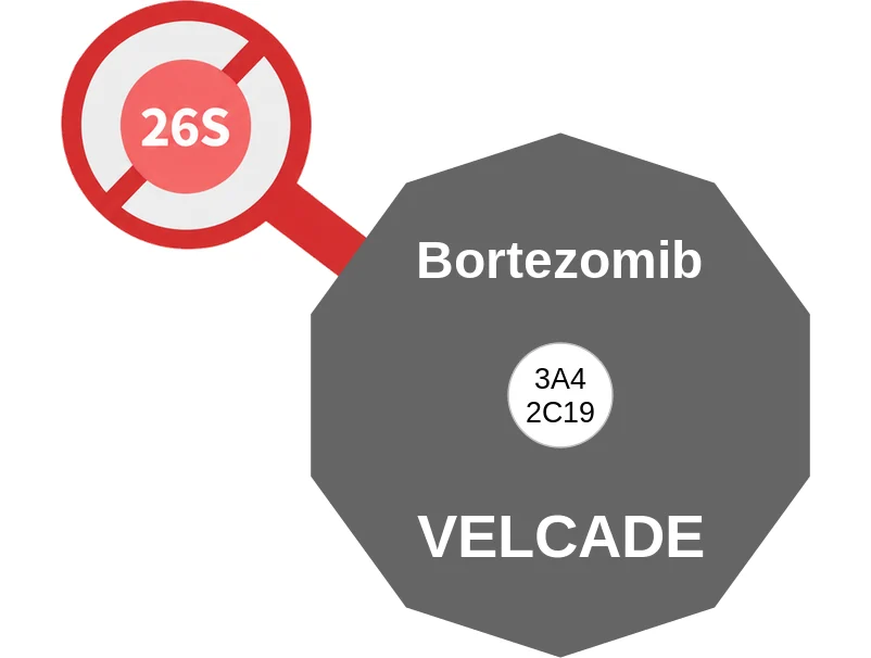 Bortezomib ballicule: receptor binding, kinetics and half-life diagram