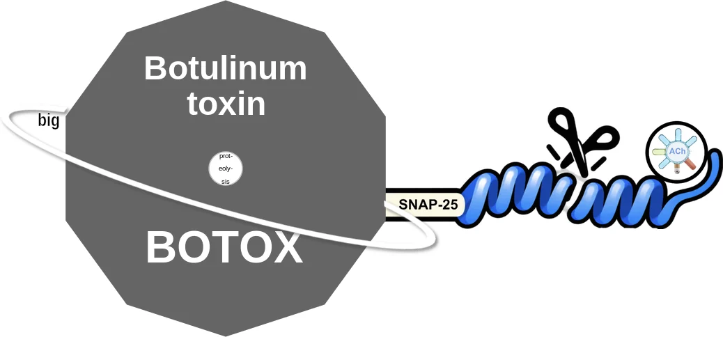Botulinum toxin ballicule: receptor binding, kinetics and half-life diagram