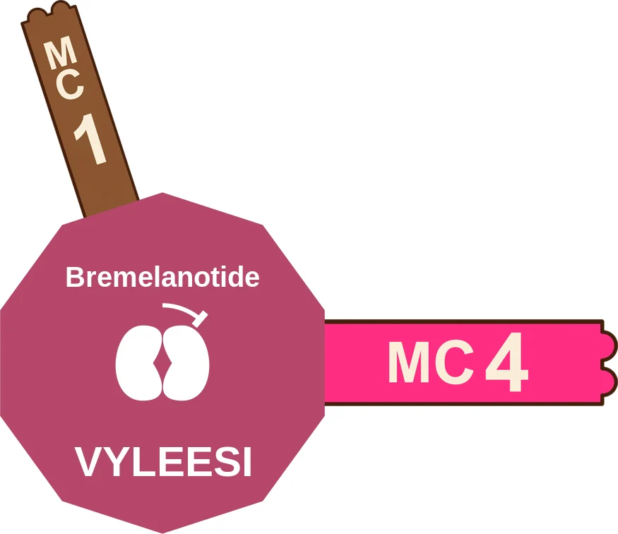 Bremelanotide ballicule: receptor binding, kinetics and half-life diagram