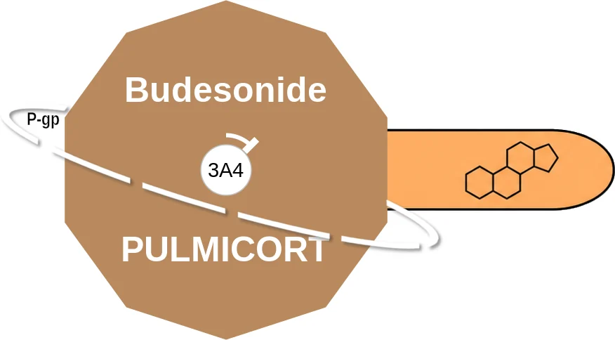 Budesonide ballicule: receptor binding, kinetics and half-life diagram