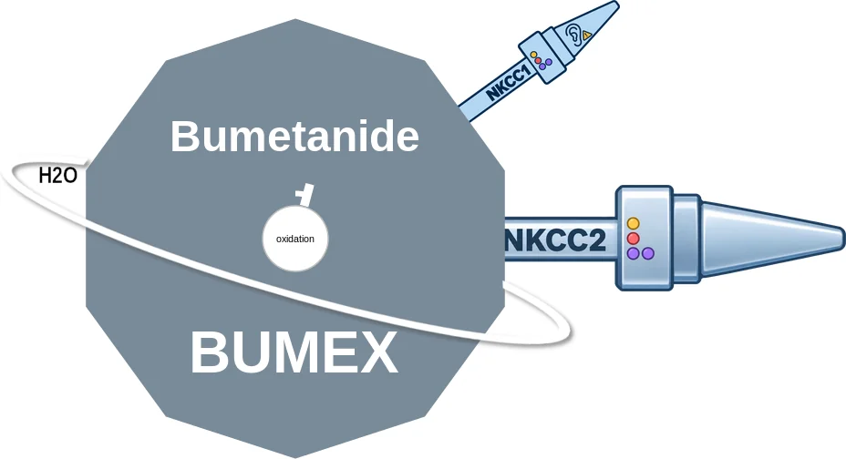 Bumetanide ballicule: receptor binding, kinetics and half-life diagram