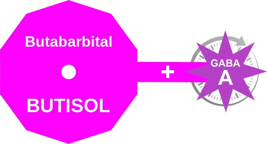 Butabarbital ballicule: receptor binding, kinetics and half-life diagram