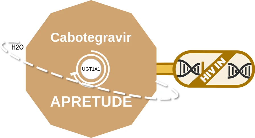 Cabotegravir ballicule: receptor binding, kinetics and half-life diagram