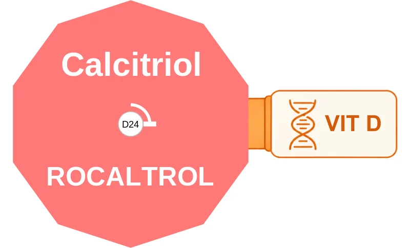Calcitriol ballicule: receptor binding, kinetics and half-life diagram