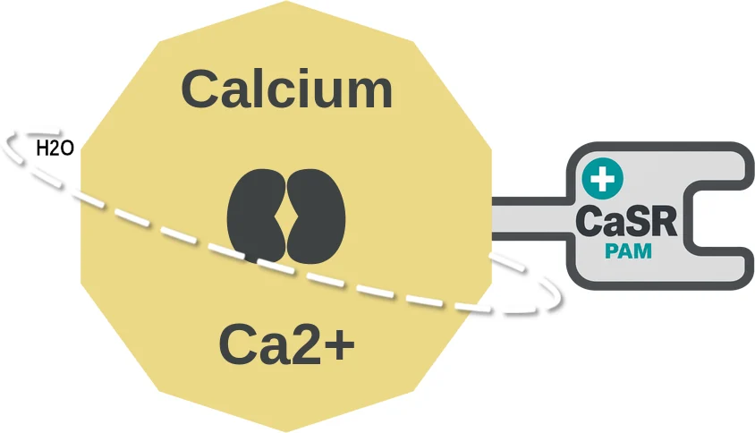 Calcium ballicule: receptor binding, kinetics and half-life diagram