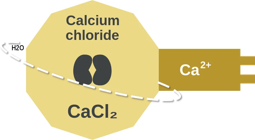 Calcium chloride ballicule: receptor binding, kinetics and half-life diagram