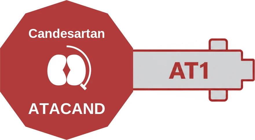Candesartan ballicule: receptor binding, kinetics and half-life diagram