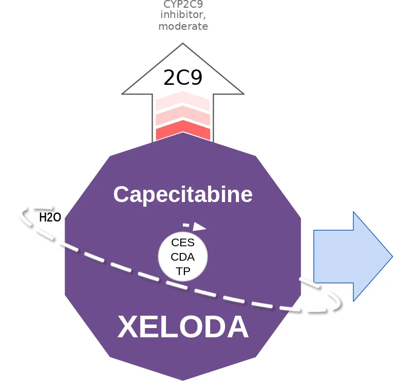 Capecitabine ballicule: receptor binding, kinetics and half-life diagram