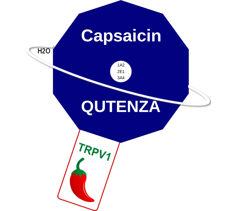 Capsaicin ballicule: receptor binding, kinetics and half-life diagram