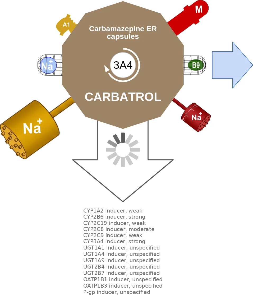 Carbamazepine ER capsules ballicule: receptor binding, kinetics and half-life diagram