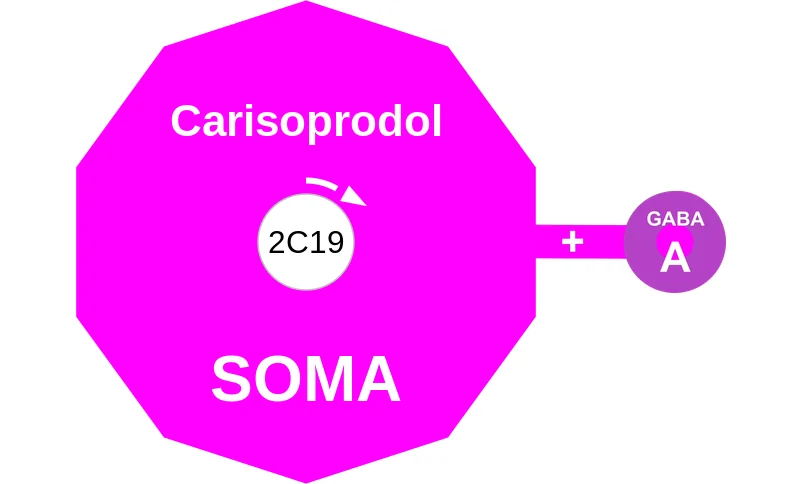 Carisoprodol ballicule: receptor binding, kinetics and half-life diagram