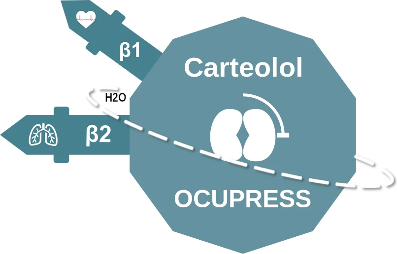 Carteolol ballicule: receptor binding, kinetics and half-life diagram