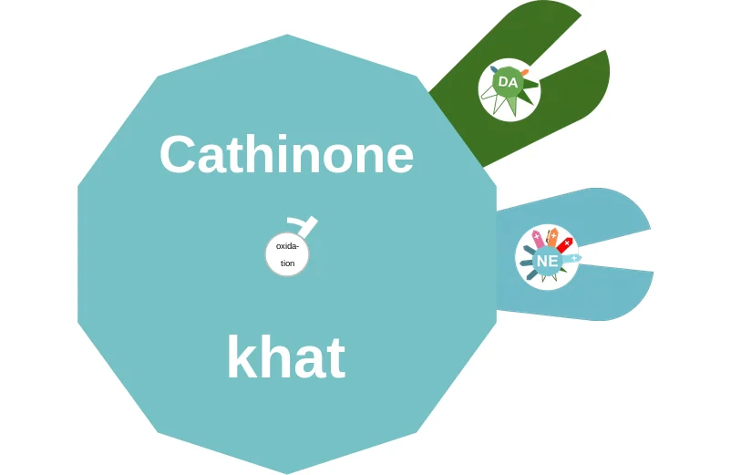 Cathinone ballicule: receptor binding, kinetics and half-life diagram