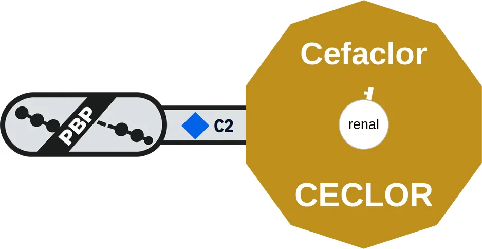 Cefaclor ballicule: receptor binding, kinetics and half-life diagram