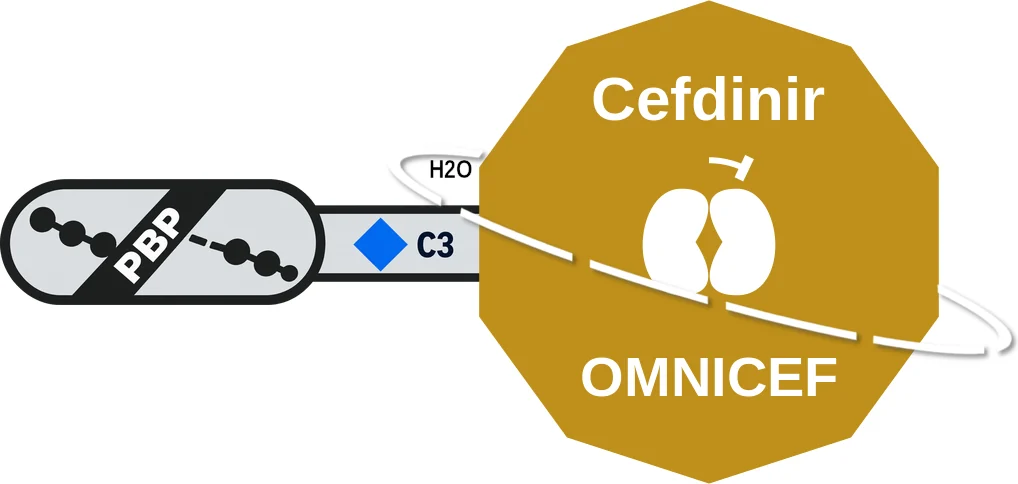 Cefdinir ballicule: receptor binding, kinetics and half-life diagram