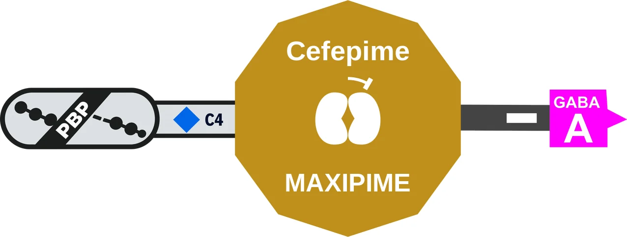 Cefepime ballicule: receptor binding, kinetics and half-life diagram