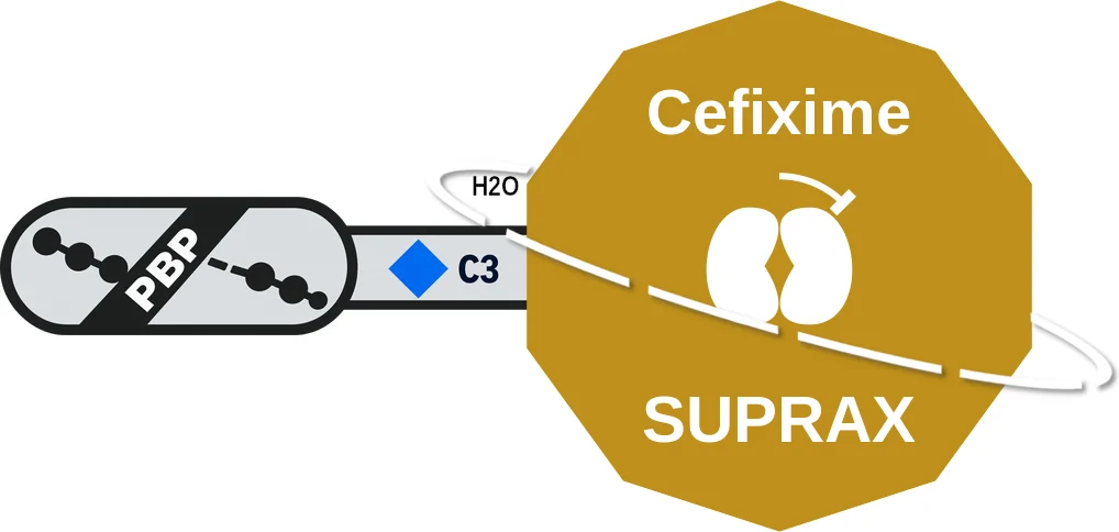 Cefixime ballicule: receptor binding, kinetics and half-life diagram
