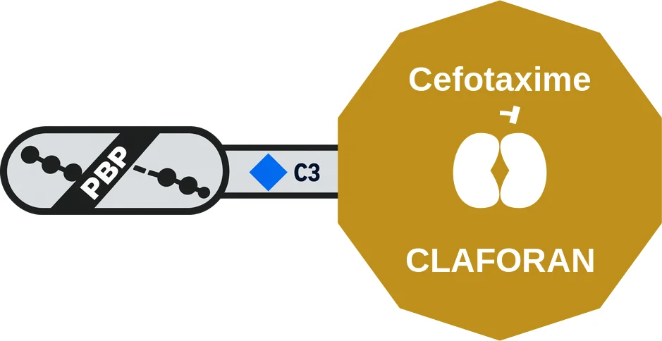 Cefotaxime ballicule: receptor binding, kinetics and half-life diagram