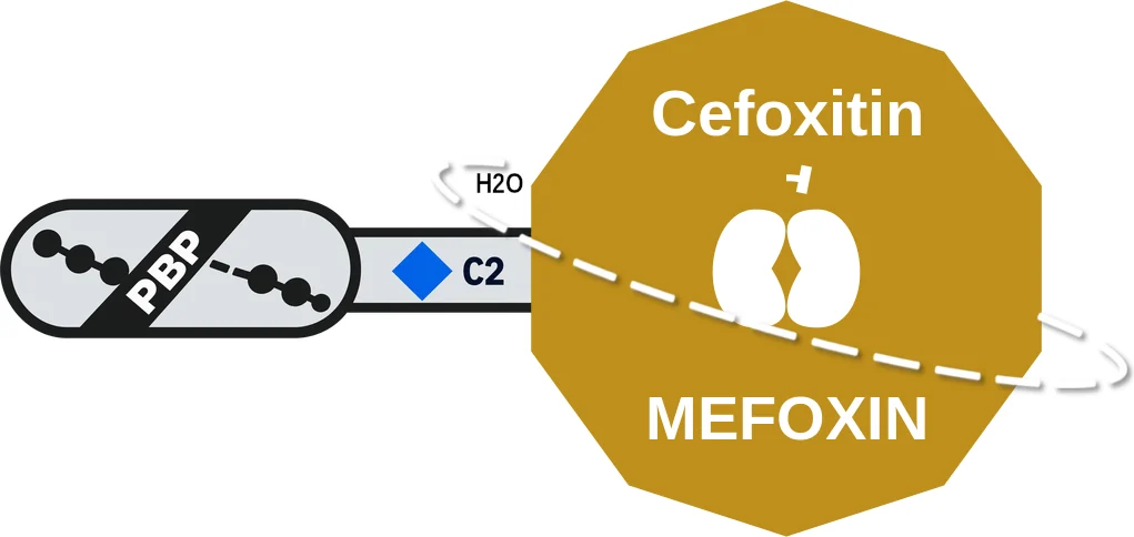 Cefoxitin ballicule: receptor binding, kinetics and half-life diagram