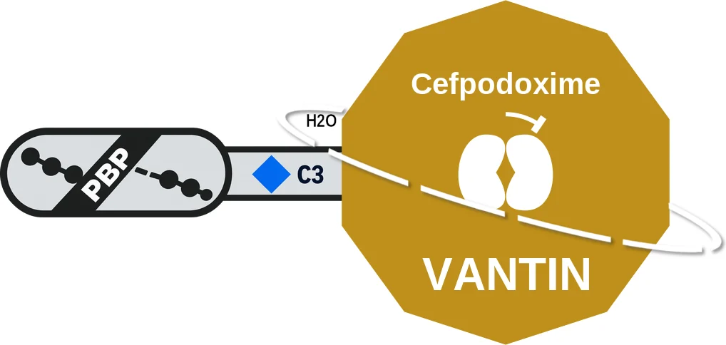 Cefpodoxime ballicule: receptor binding, kinetics and half-life diagram