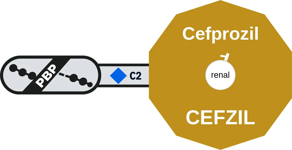 Cefprozil ballicule: receptor binding, kinetics and half-life diagram