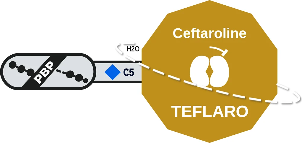 Ceftaroline ballicule: receptor binding, kinetics and half-life diagram