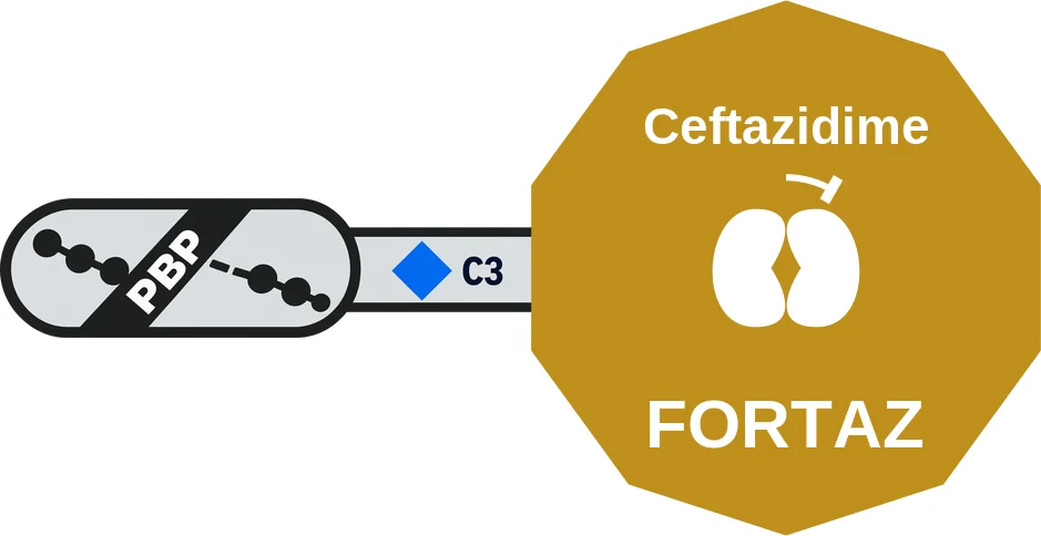 Ceftazidime ballicule: receptor binding, kinetics and half-life diagram