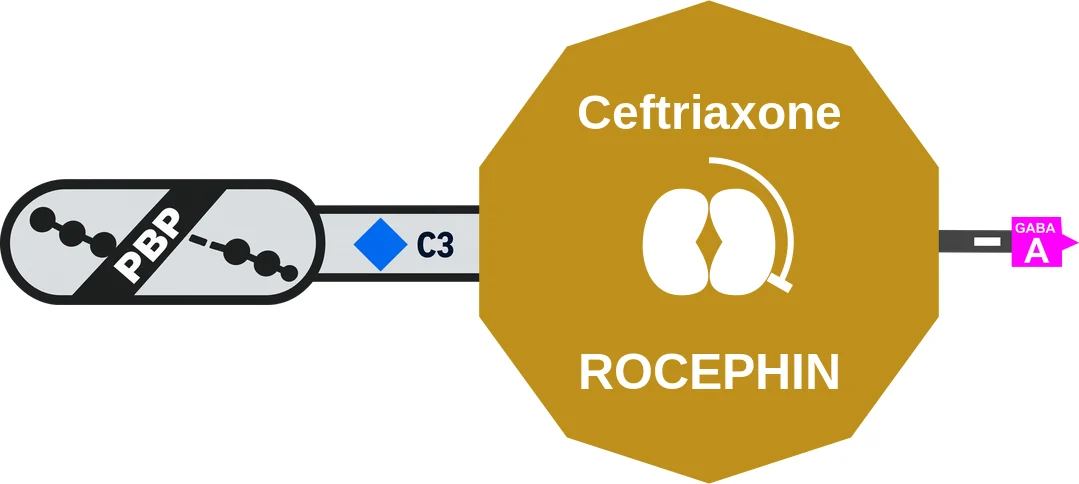 Ceftriaxone ballicule: receptor binding, kinetics and half-life diagram