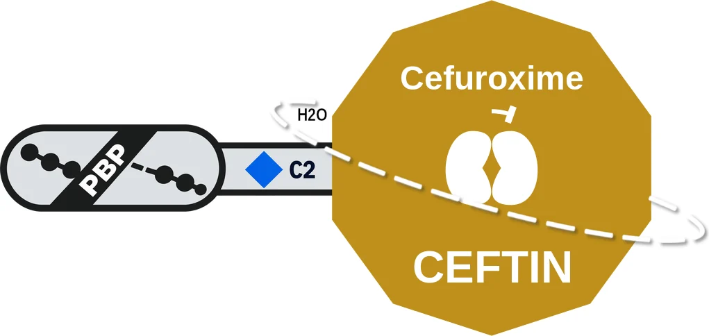 Cefuroxime ballicule: receptor binding, kinetics and half-life diagram