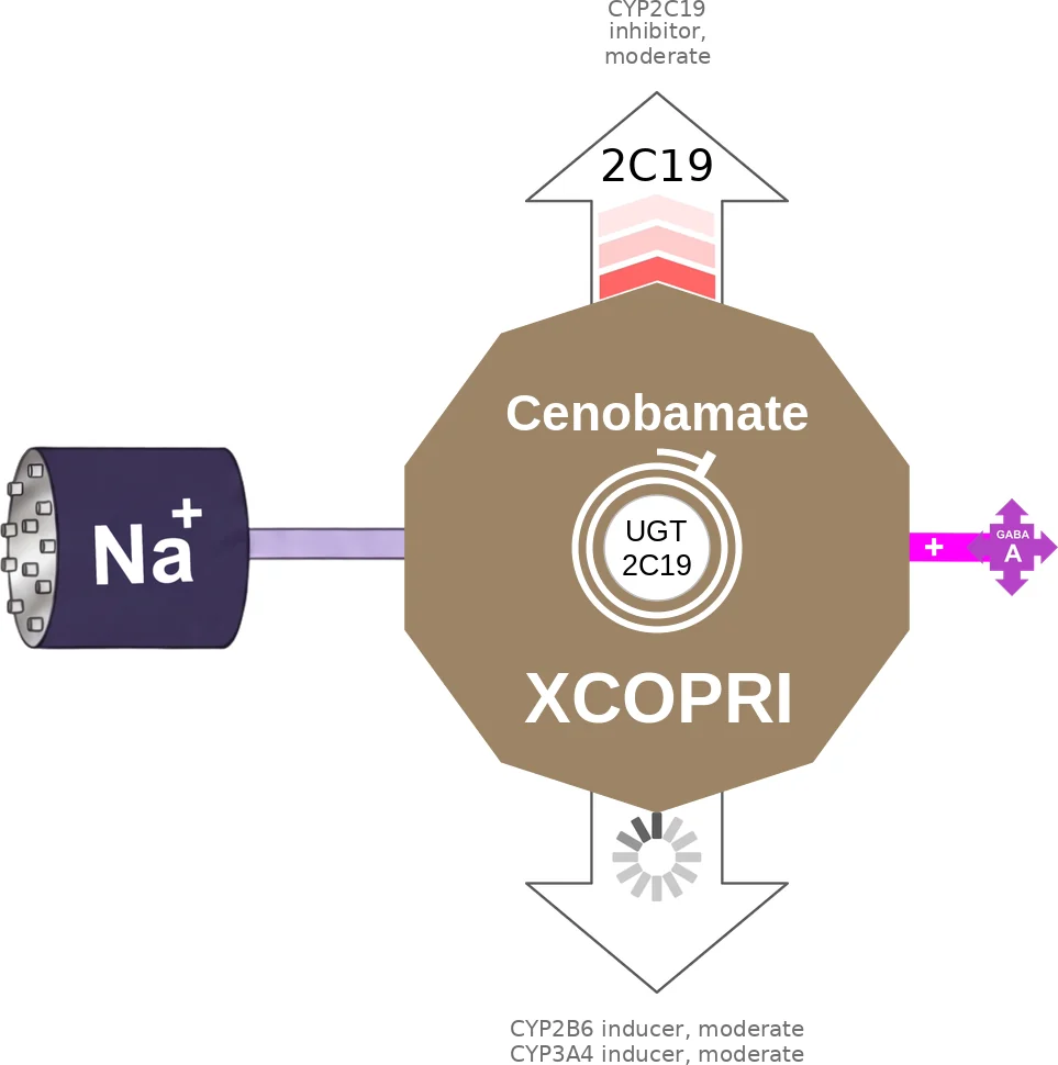 Cenobamate ballicule: receptor binding, kinetics and half-life diagram