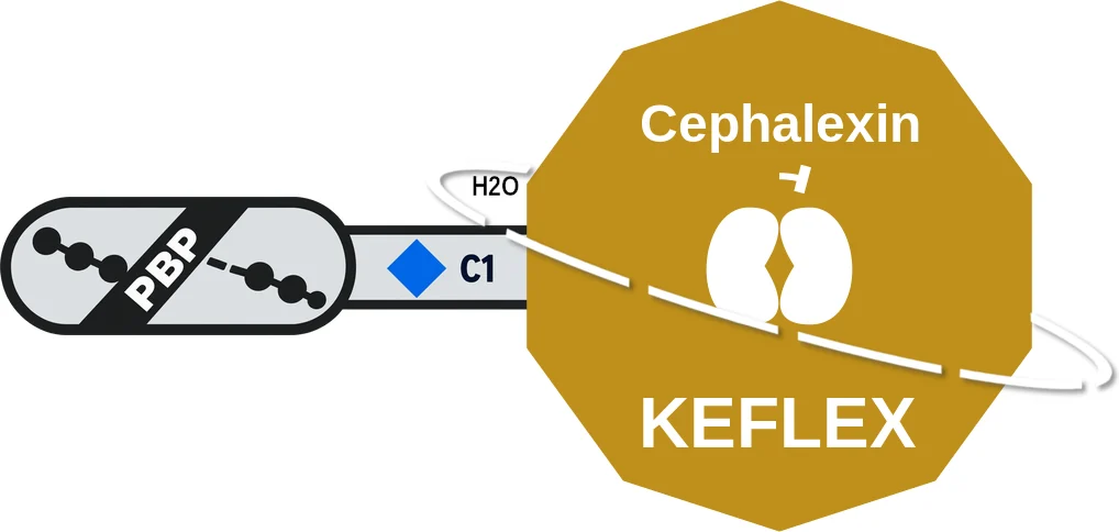 Cephalexin ballicule: receptor binding, kinetics and half-life diagram