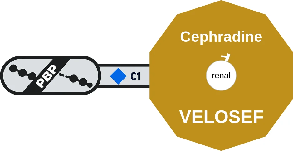 Cephradine ballicule: receptor binding, kinetics and half-life diagram