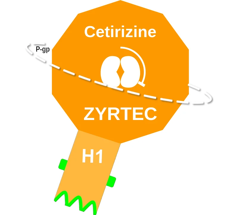 Cetirizine ballicule: receptor binding, kinetics and half-life diagram