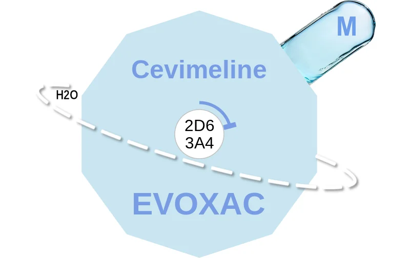 Cevimeline ballicule: receptor binding, kinetics and half-life diagram