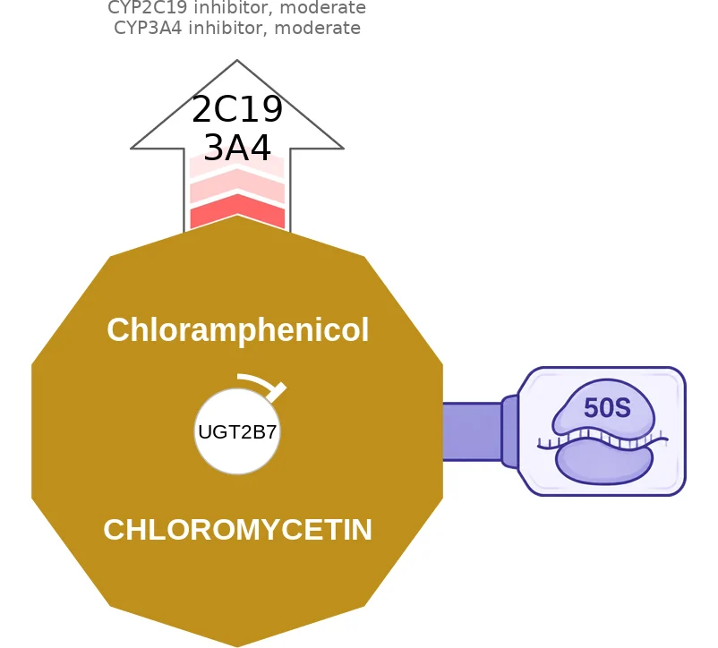 Chloramphenicol ballicule: receptor binding, kinetics and half-life diagram