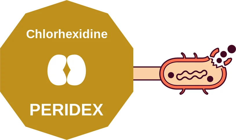 Chlorhexidine ballicule: receptor binding, kinetics and half-life diagram