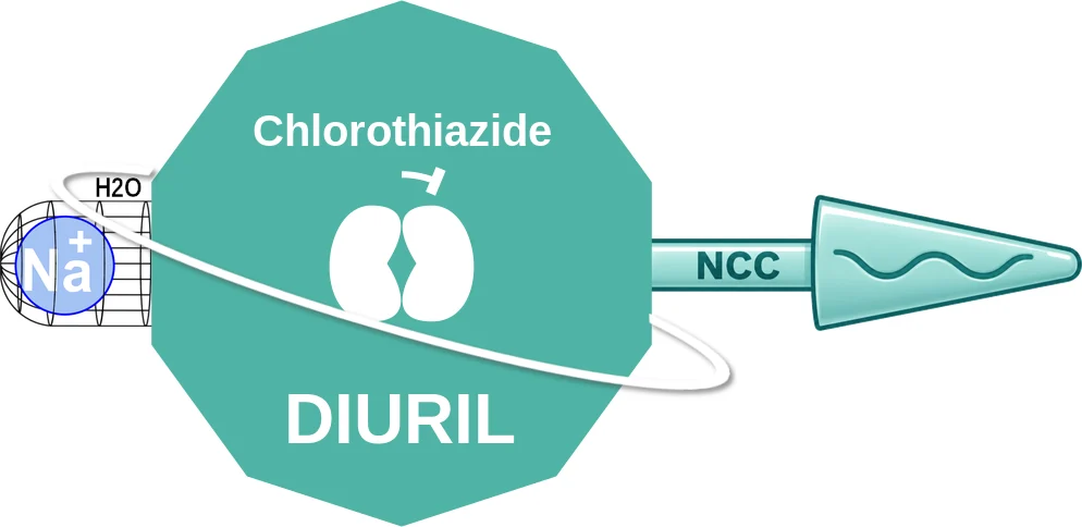 Chlorothiazide ballicule: receptor binding, kinetics and half-life diagram