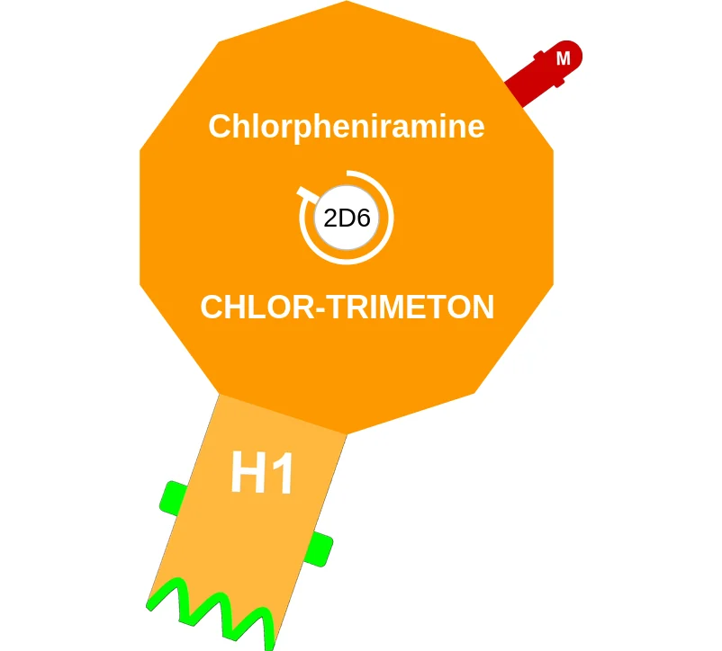 Chlorpheniramine ballicule: receptor binding, kinetics and half-life diagram