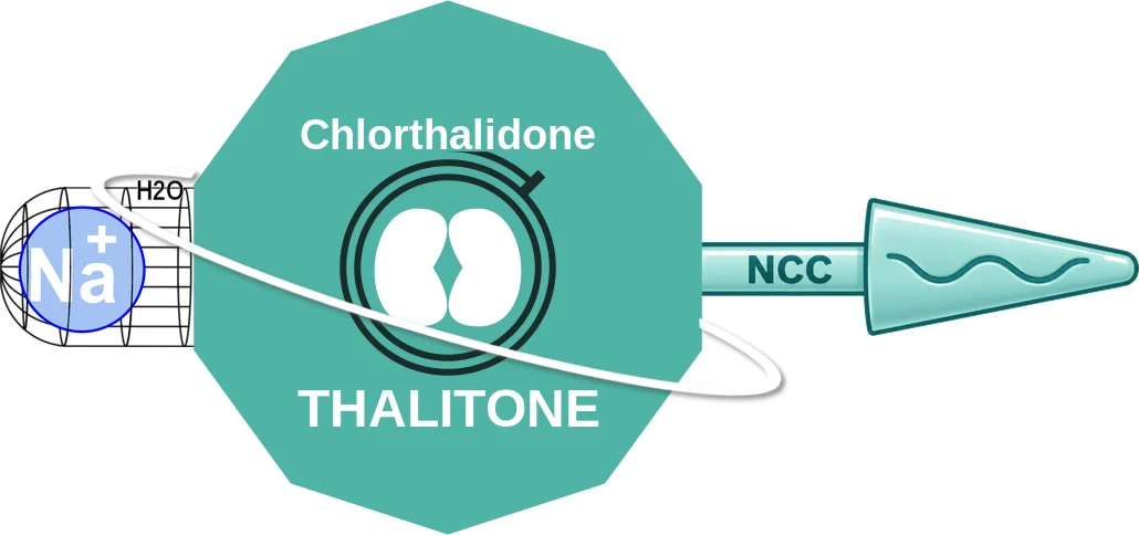 Chlorthalidone ballicule: receptor binding, kinetics and half-life diagram