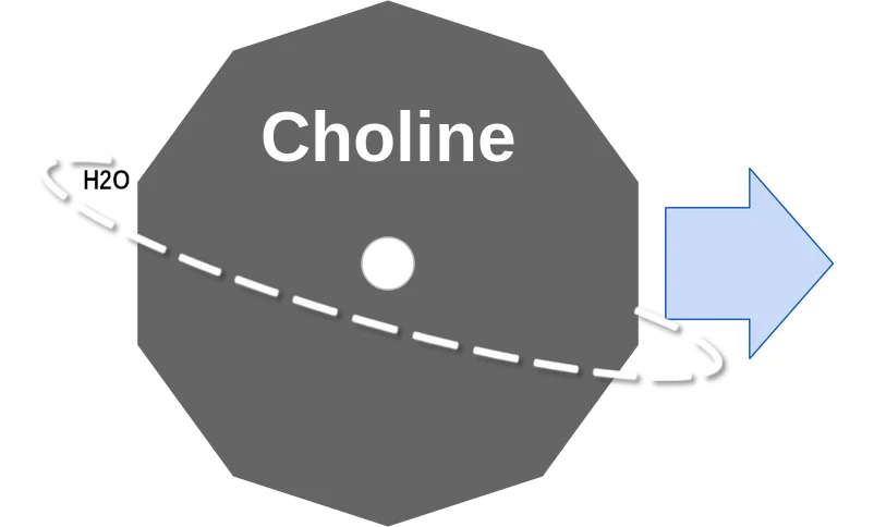Choline ballicule: receptor binding, kinetics and half-life diagram