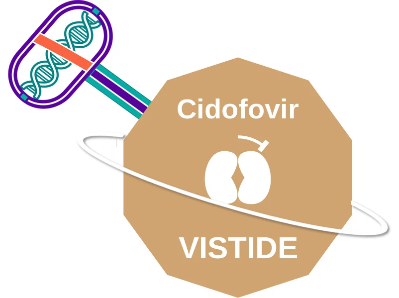 Cidofovir ballicule: receptor binding, kinetics and half-life diagram