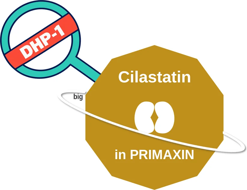 Cilastatin ballicule: receptor binding, kinetics and half-life diagram